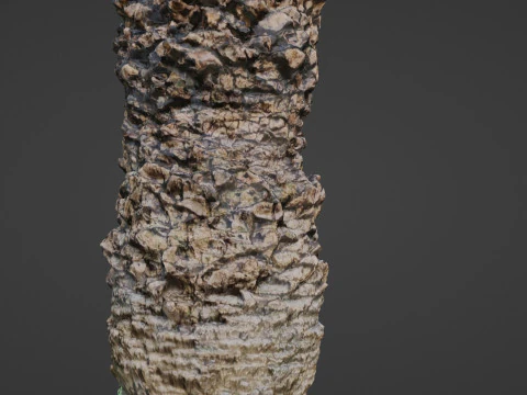 Palm tree 3D Model