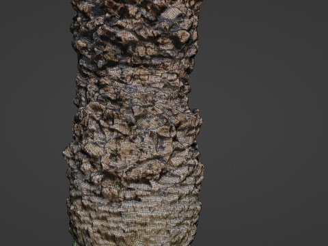 Palm tree Model 3D