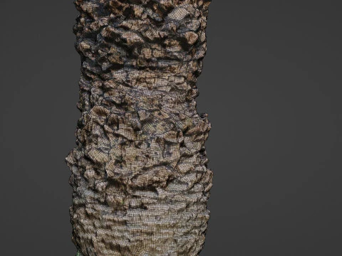 Palm tree 3D Model