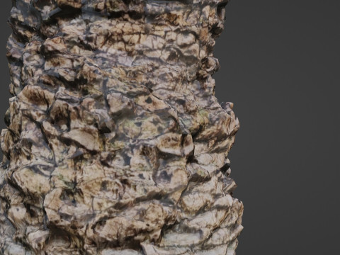 Palm tree Model 3D