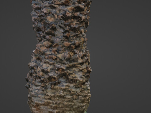 Palm tree Model 3D