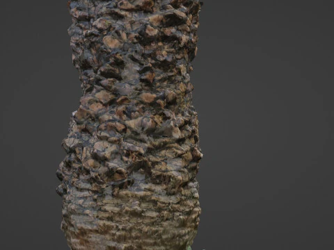 Palm tree 3D Model