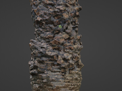 Palm tree Model 3D
