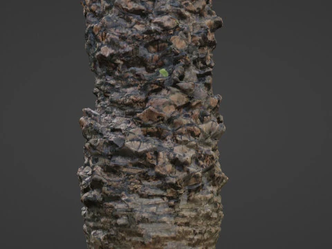 Palm tree 3D Model