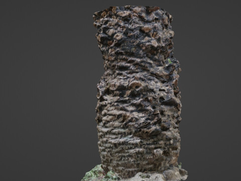 Palm tree Model 3D