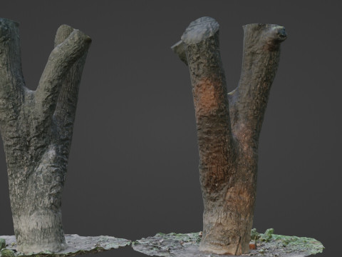 Tree 3D Model