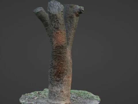 Tree 3D Model