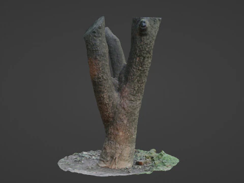 Tree 3D Model
