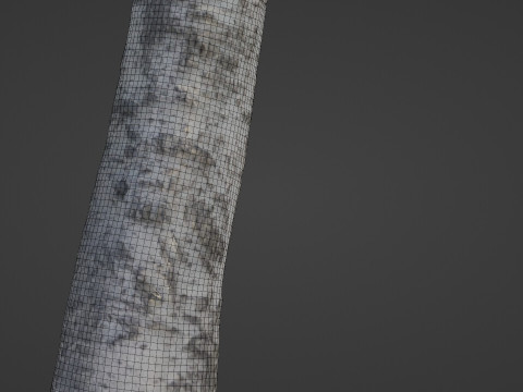 Birch Tree 3D 모델
