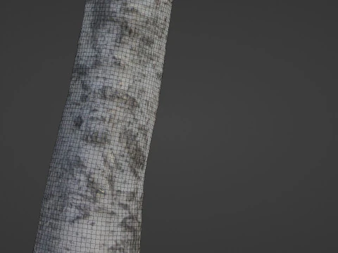 Береза 3D Модель