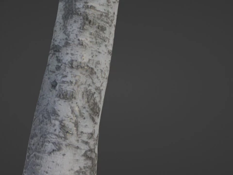 Birch Tree 3D Model