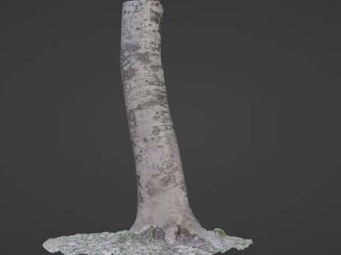 Birch Tree Modelo 3D