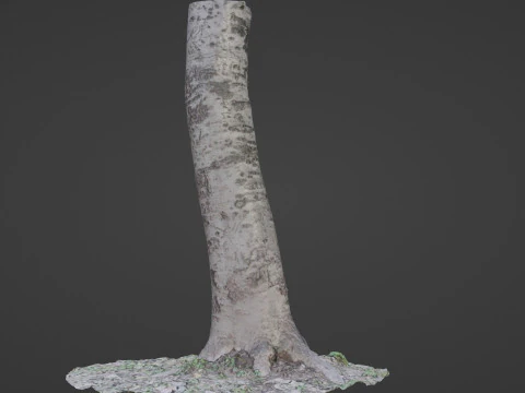 Birch Tree 3D Model