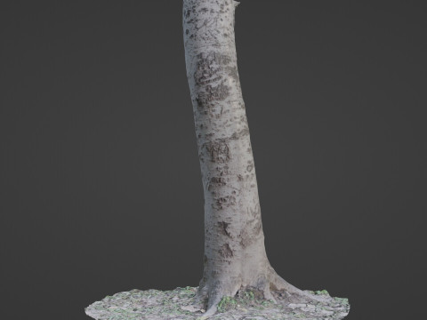 Birch Tree Modelo 3D