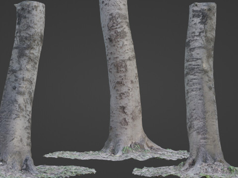 Birch Tree Modelo 3D