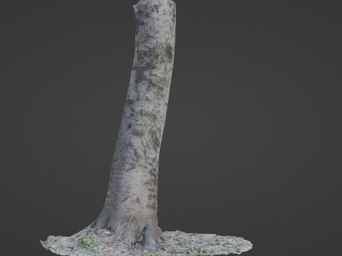 Birch Tree Modelo 3D