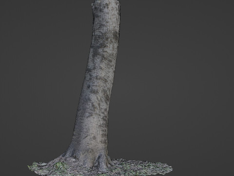 Birch Tree Modelo 3D