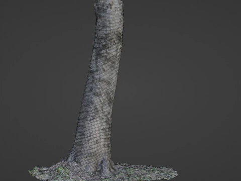 Birch Tree 3D Model