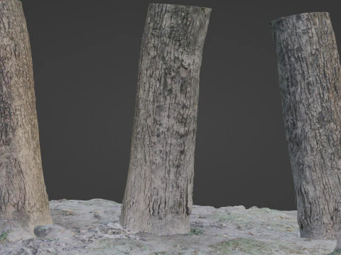 Gescande boom 3D Model