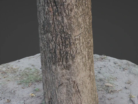Scanned Tree 3D Model