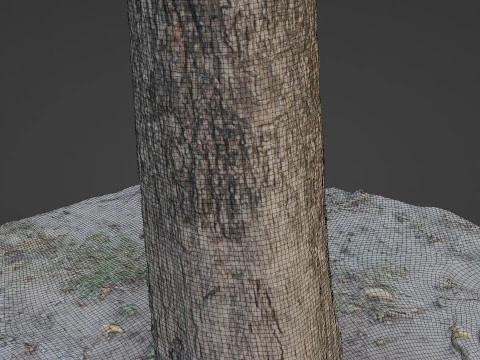 Scanned Tree 3D Model