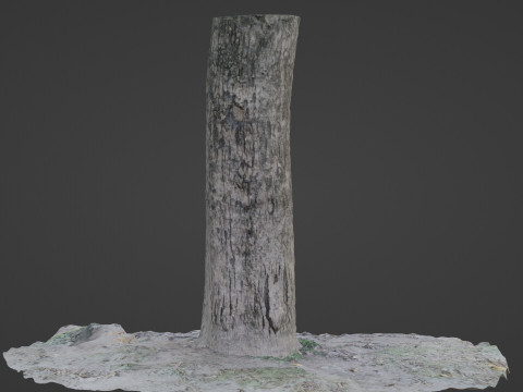 Scanned Tree Modello 3D