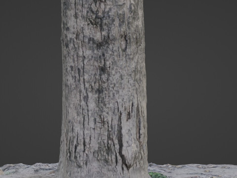 Scanned Tree Modello 3D