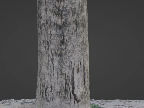 Scanned Tree 3D Model