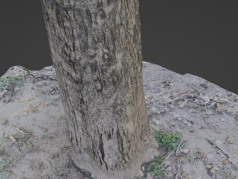 Scanned Tree Modello 3D