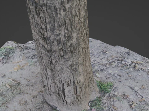 Scanned Tree 3D Model