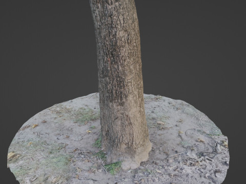 Scanned Tree Modello 3D