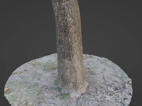 Scanned Tree 3D Model