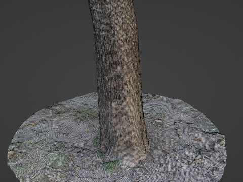 Scanned Tree Modello 3D