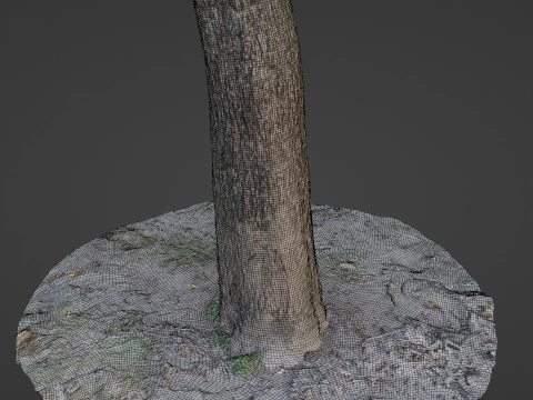 Scanned Tree 3D Model