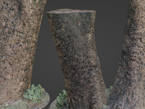 Scratched Tree trunk 3D 모델