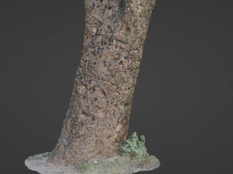 傷のある木の幹 3Dモデル