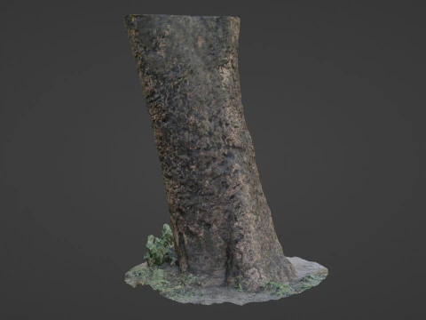 傷のある木の幹 3Dモデル