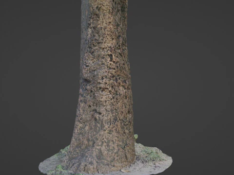 傷のある木の幹 3Dモデル
