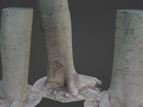 Jungle Tree Modelo 3D
