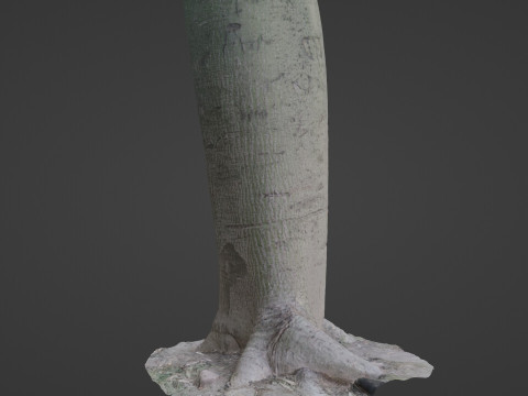 Jungle Tree Modèle 3D