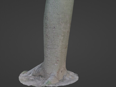 Jungle Tree Modèle 3D