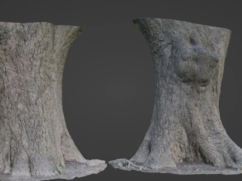 Big Trunk scan 3D Model