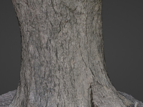 Big Trunk scan Modèle 3D