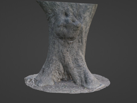 Big Trunk scan Modèle 3D