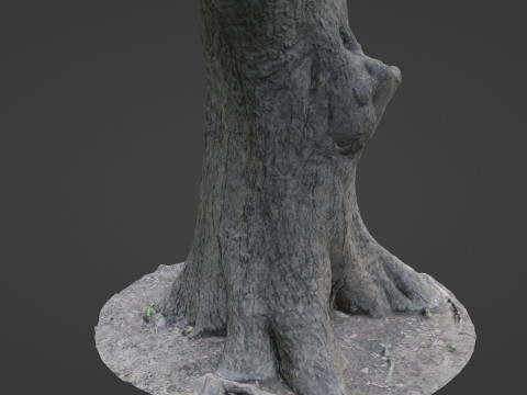 Big Trunk scan Modèle 3D