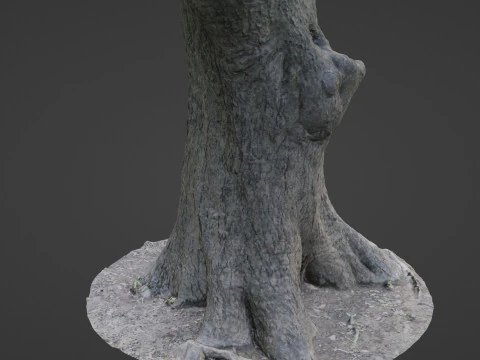 Big Trunk scan 3D Model