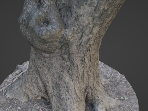 Big Trunk scan Modèle 3D