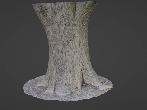 Big Trunk scan 3D Model