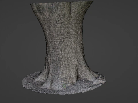 Big Trunk scan 3D Model