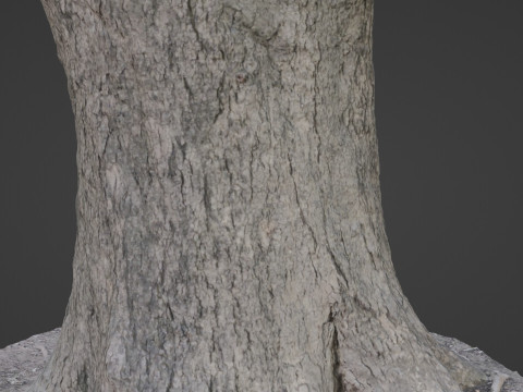 Big Trunk scan Modèle 3D